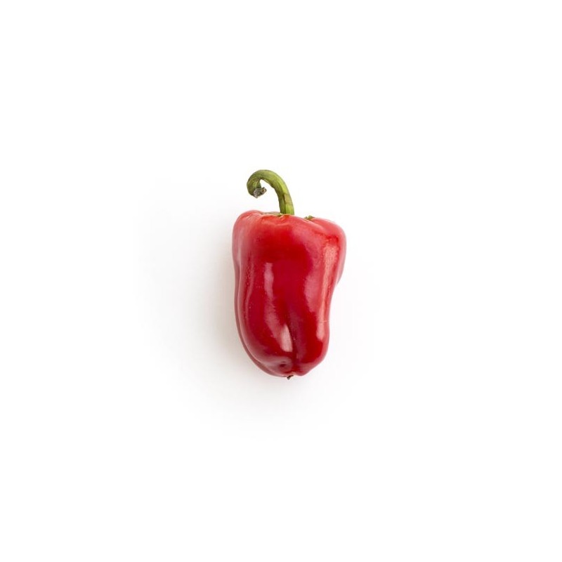 Mini poivrons bio