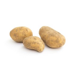 Pommes de terre Allians bio