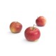 Pomme Regalyou bio