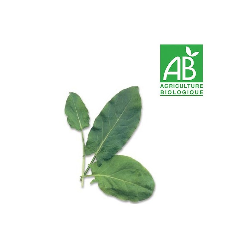 Oseille Bio