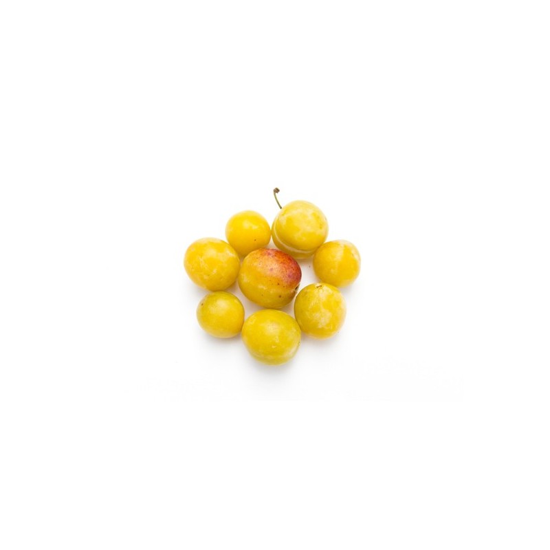 Prune Mirabelle Bio