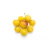 Prune Mirabelle Bio