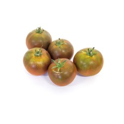 Tomate Cacao bio