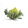 Choux romanesco Bio Choux romanesco Bio