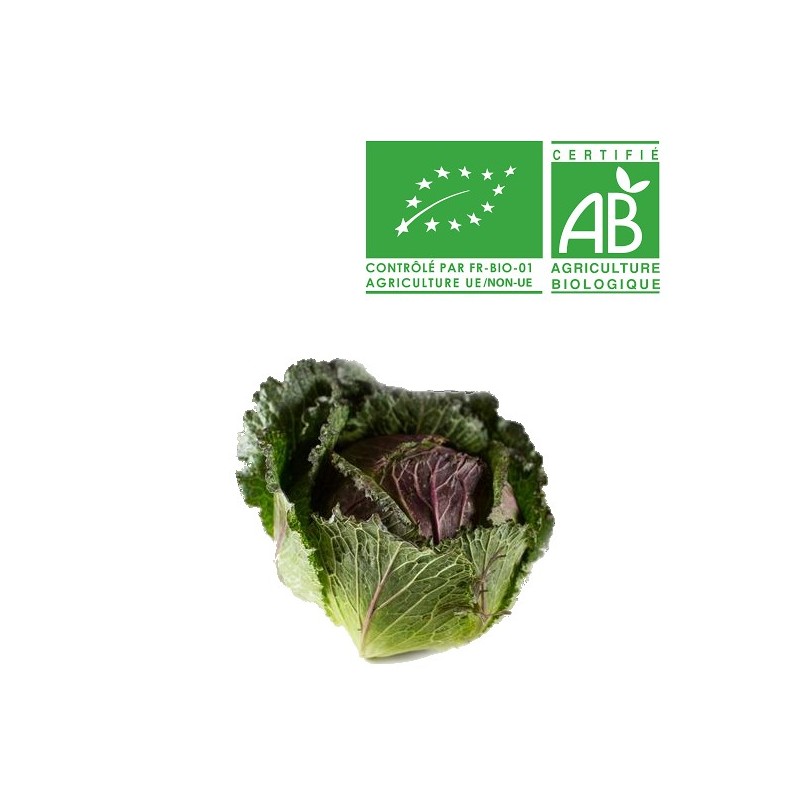 Chou frisé pontoise bio