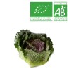 Chou frisé pontoise bio