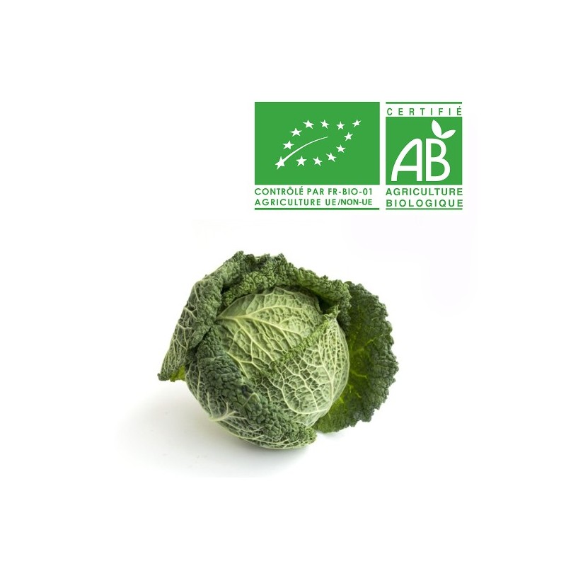 Chou frisé Bio Chou frisé Bio