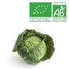 Chou frisé Bio Chou frisé Bio