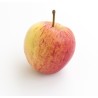 Pommes Gala bio