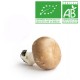 Champignon blond Bio