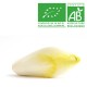 Endives Witloof
