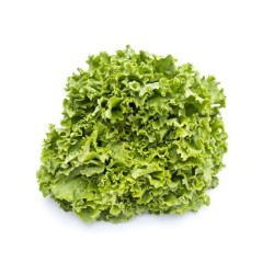 Salades Batavia bio