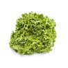Salades Batavia bio