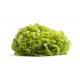 Salades feuille de chêne verte Bio