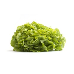 Salades feuille de chêne verte bio