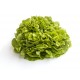 Salade feuille de chêne verte bio