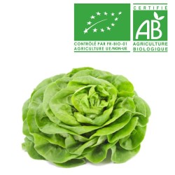 Salades Laitue bio