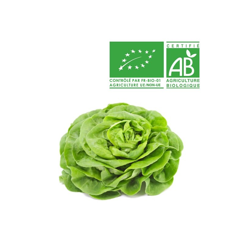Salades Laitue bio