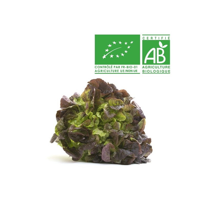Salades feuille de chêne rouge bio Salades feuille de chêne rouge bio