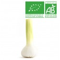 Ail frais bio