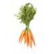Carotte botte bio