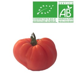 Tomate Côtelée Marmande bio