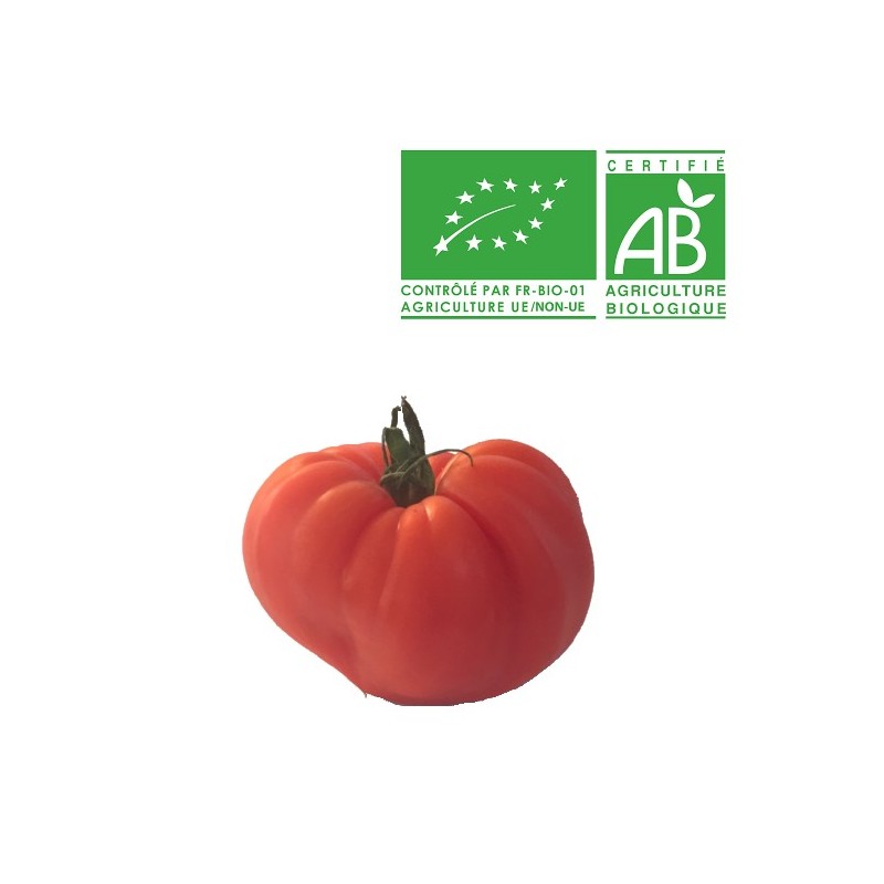 Tomate Côtelée Marmande bio