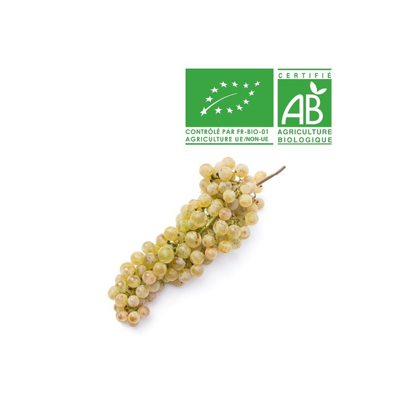 Raisin Chasselas bio