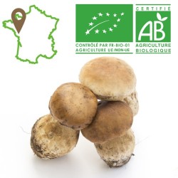 Champignon cèpe bio