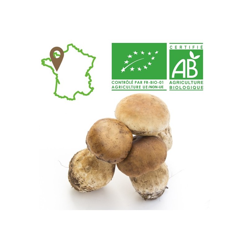 Champignon cèpe bio