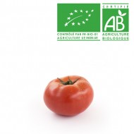 Tomate ronde bio