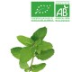 Menthe