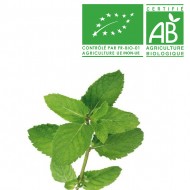 Menthe