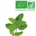 Menthe Bio