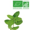 Menthe Bio