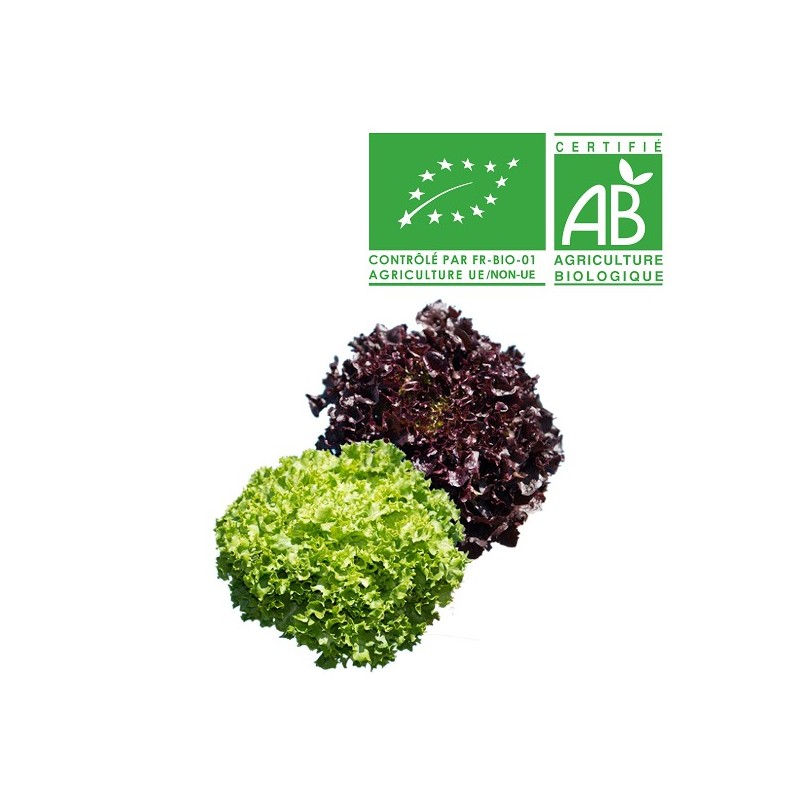 Salades Multifeuille bio Salades Multifeuille bio