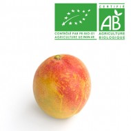 Mangue bio