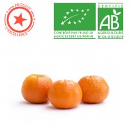 Mandarine espagnol bio