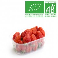 Fraise Mariguette bio