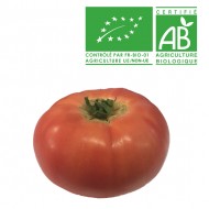 Tomate ronde rose Bio