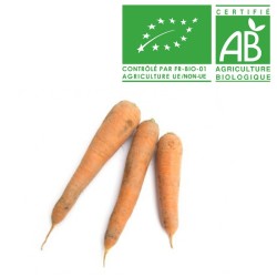 Carotte sable bio