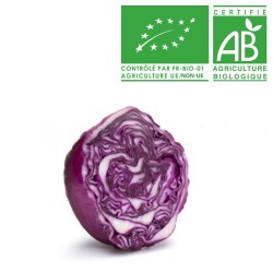 Chou rouge bio