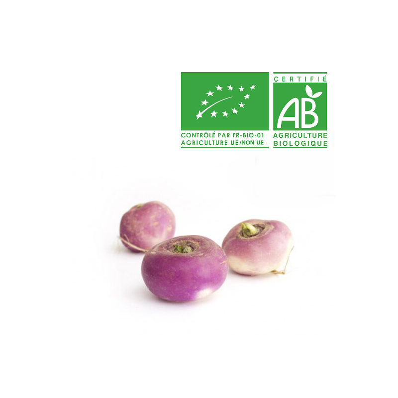 Navets violet bio