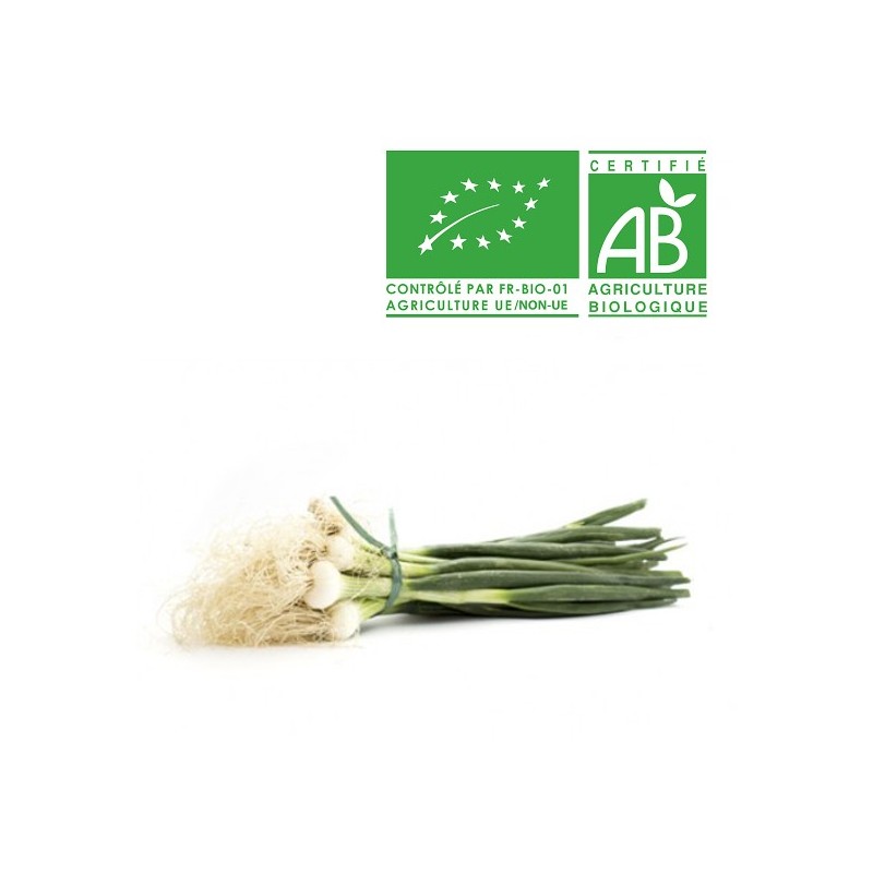 Oignons blancs bio Oignons blancs bio