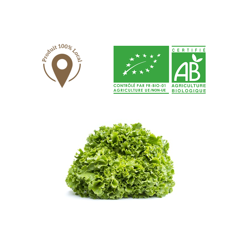 Salades Batavia bio Salades Batavia bio