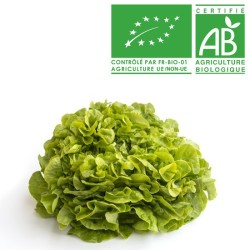 Salades feuille de chêne verte bio