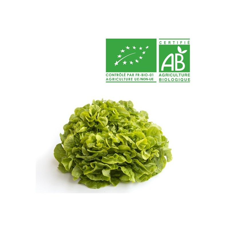 Salades feuille de chêne verte bio Salades feuille de chêne verte bio