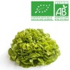 Salades feuille de chêne verte bio