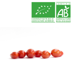 Tomates Coeur de pigeon