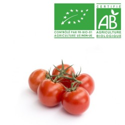 Tomates grappe bio